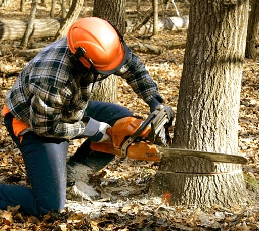 Tree Removal in Point Comfort, TX